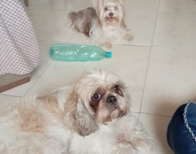 Janete doghero – Hospedagem de pets – Cachorro