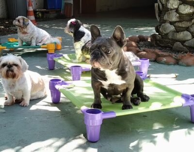 Guardiões Pet Oficial