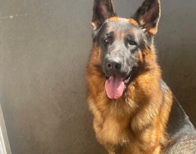 Canil Pastor Alemão em BH