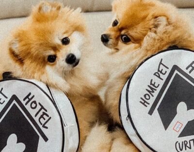 Home Pet Hotel – Apart hotel e creche para cães de pequeno porte