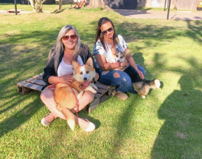 Corgis da família Queen Hills – Especializado na raça Welsh Corgi Pembroke