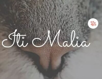 Iti Malia Resort – Hotel Especializado em Gatos