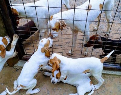 Canil Del Vento Bracus