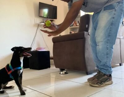 Hotel bom pra cachorro