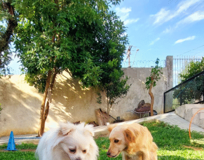 La Belle Pet – Creche e Hotel