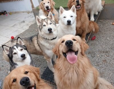 Bru Pets creche e hospedagem domiciliar