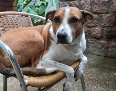 TANARA BABÁ DE PETS