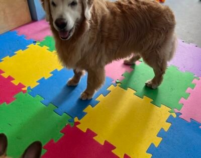 Bun Villa – Pet Hotel