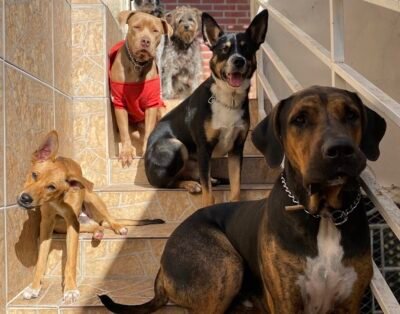 Lar Temporário e Hotel São Francisco