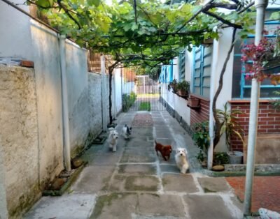 Ck hostel-pet(dog house).