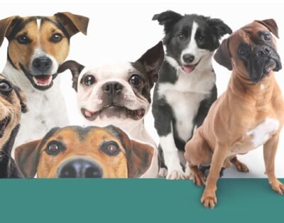 Pet Passeio Curitiba – Dog Walker e Pet Sitter