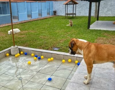 Hotel Pet Bichos a Bordo