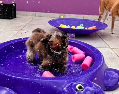 EducaPet – Creche e Hotel