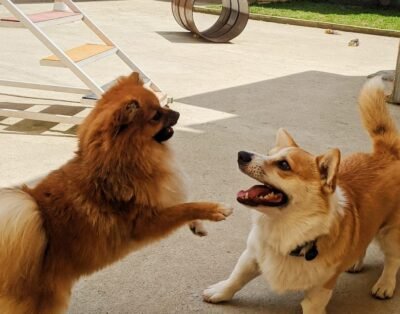 Crechorro Dog Care – Creche e Hotel