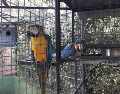 Espaço Carapiá