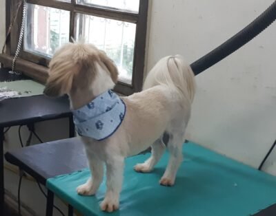 Pet Shop da RÔ Planalto – BH