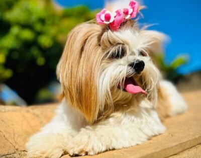 Espaço Show Pet – Hotel e Creche para Cães