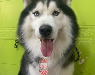 Banho, Tosa & Hotel Meu Pet Santa Amélia