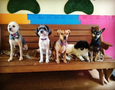 Senhor Galileu Centro de Bem-Estar Animal