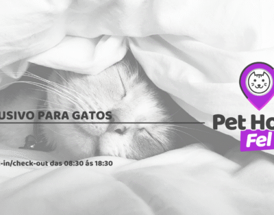 Pet Hotel Fel – Hotel para Gatos