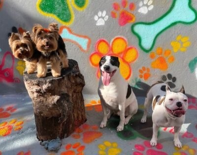 Hotelzinho e Creche Tia Pauli Pet Sitter