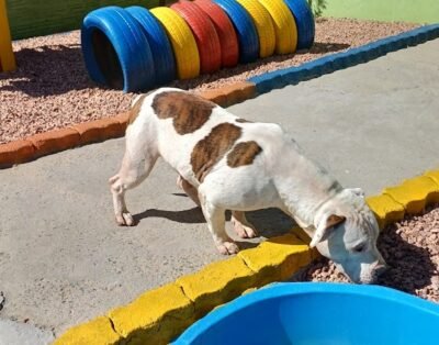 Hotel Pet tia Débora e Táxi Dog