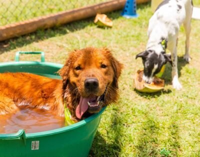 Hostel4Pets | Hotel e Creche Profissional para Doguinhos