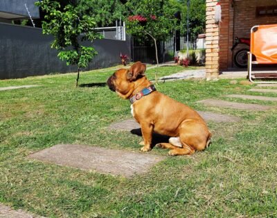 Dog Host Hospedamos o seu Cão