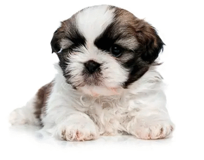 Pet Solidário Wet Nose