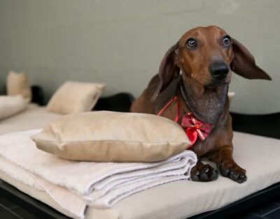 Aufabeto – Instituto De Educação Canina