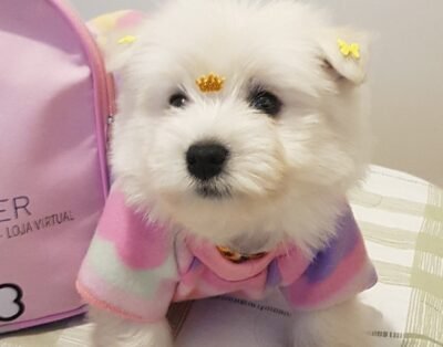 CRECHE HOTEL Buritis Dog Sitter ADESTRAMENTO