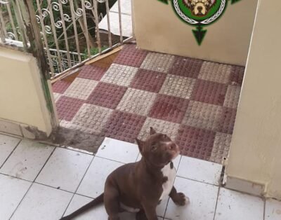 Marcos Pit bull $ NATIVOS BULL KENNEL$