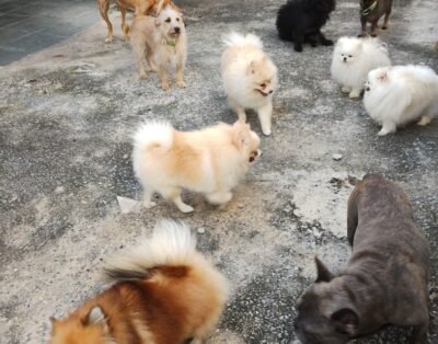 Peludos Pet: Creche e Hotel Domiciliar para Cães em Belo Horizonte
