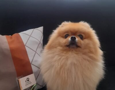 Hospedagem pet e creche Carolina Guimaraēs