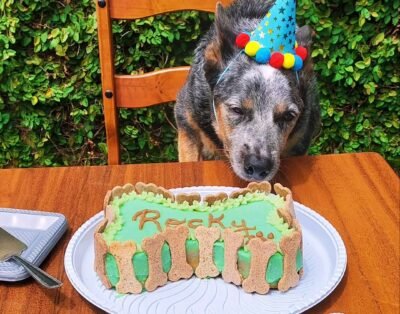 Rocky&Lolla Pet Hotel e Creche