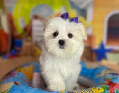 Canil Recanto do Maltês