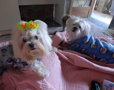 Happy Dog Manacás/Serrano Hospedagem para seu aumiguinho.