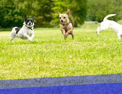 Cãolégio – Creche, Hotel e Adestramento para cães