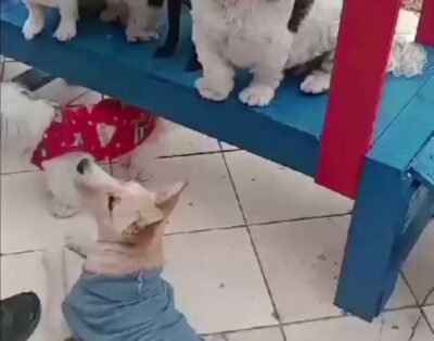 Hotel e Creche Meu Pet Vip