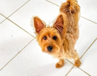 Hotelzinho Doglove Diamante