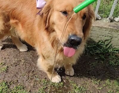 Psiquê de Bicho – Serviços veterinários – Hotel e Creche Pet