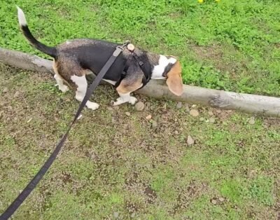 Peluquería y hotel canino/felino